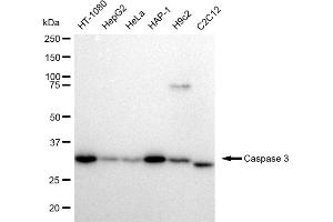 Western blotting analysis using Caspase 3 antibody (ABIN7797893). (Recombinant Caspase 3 抗体)
