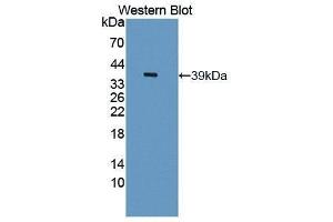 Western Blotting (WB) image for anti-phospholipid Scramblase 1 (PLSCR1) (AA 1-318) antibody (ABIN1869870) (PLSCR1 抗体  (AA 1-318))