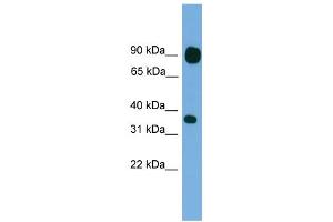 WB Suggested Anti-PCDHB15 Antibody Titration:  0. (PCDHB15 抗体  (N-Term))
