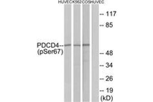 Western blot analysis of extracts from HuvEc cells, K562 cells and COS-7 cells, using PDCD4 (Phospho-Ser67) Antibody. (PDCD4 抗体  (pSer67))