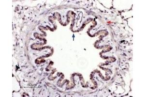 Expression of  in rat lungImmunohistochemical staining of rat lung paraffin-embedded sections using Anti-PAR4 (F2RL3) (extracellular) Antibody (ABIN7043077, ABIN7045106 and ABIN7045107), (1:100). (Coagulation Factor II (Thrombin) Receptor-Like 3 (F2RL3) Peptide)