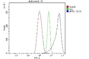 Flow Cytometry analysis of THP-1 cells using anti-INPPL1 antibody (ABIN7599785).