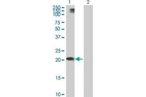 Western Blot analysis of APOL1 expression in transfected 293T cell line by APOL1 MaxPab polyclonal antibody. (APOL1 抗体  (AA 1-238))