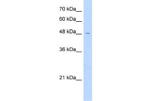 WB Suggested Anti-FAM113A Antibody Titration:  0. (FAM113A 抗体  (N-Term))