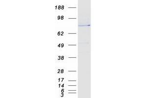 Western Blotting (WB) image for Trans-Golgi Network Protein 2 (TGOLN2) protein (Myc-DYKDDDDK Tag) (ABIN2733538)