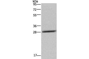 Western Blot analysis of LO2 cell using CEBPD Polyclonal Antibody at dilution of 1:300 (CEBPD 抗体)