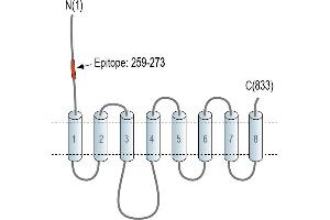 Representative domain view of the target of ABIN7581979.