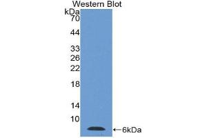 Western Blotting (WB) image for anti-Thymosin beta-4 (TMSB4X) (AA 1-44) antibody (ABIN1078568) (TMSB4X 抗体  (AA 1-44))