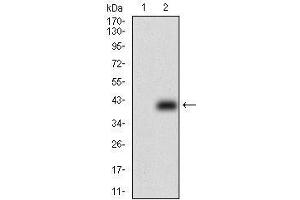 Western blot analysis using ABCB1 mAb against HEK293 (1) and ABCB1 (AA: 632-693)-hIgGFc transfected HEK293 (2) cell lysate.
