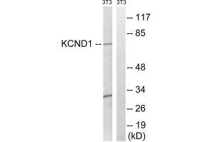 Western Blotting (WB) image for anti-Potassium Voltage-Gated Channel, Shal-Related Subfamily, Member 1 (Kcnd1) (C-Term) antibody (ABIN1851845) (KCND1 抗体  (C-Term))