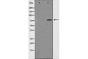 Western blot analysis of EZH1 expression in A549 cells,The lane on the left is treated with the antigen-specific peptide. (EZH1 抗体  (Internal Region))