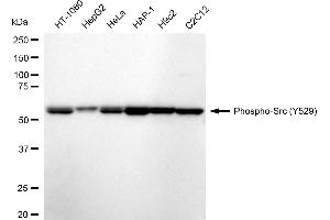 Western blotting analysis using Phospho-Src (Y529) antibody (ABIN7800051). (Recombinant Src 抗体  (pTyr529))