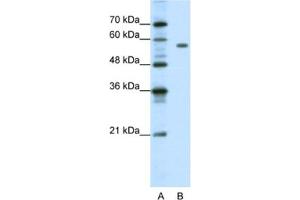 Western Blotting (WB) image for anti-Pre-B-Cell Leukemia Homeobox Protein 2 (PBX2) antibody (ABIN2461667) (PBX2 抗体)
