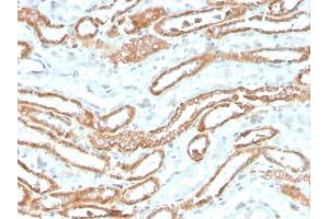 Formalin-fixed, paraffin-embedded human kidney stained with Aurora B Recombinant Mouse Monoclonal Antibody (rAURKB/1592). (Recombinant Aurora Kinase B 抗体  (AA 89-251))