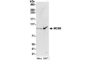 Western Blotting (WB) image for anti-Minichromosome Maintenance Complex Component 6 (MCM6) (C-Term) antibody (ABIN7449392)