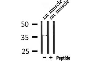 Western blot analysis of extracts from rat muscle, using RNF41 Antibody. (RNF41 抗体  (Internal Region))