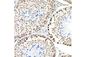Immunohistochemistry of paraffin-embedded mouse testis using Phospho-Histone H3. (Histone H3.3 抗体  (pSer31))