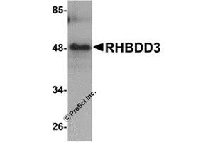 Western Blotting (WB) image for anti-Rhomboid Domain Containing 3 (RHBDD3) (Middle Region) antibody (ABIN1031062) (RHBDD3 抗体  (Middle Region))