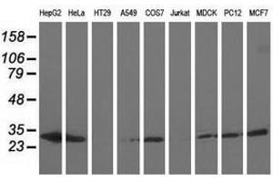 Image no. 2 for anti-Adenylate Kinase 3 (AK3) antibody (ABIN1496523) (Adenylate Kinase 3 抗体)
