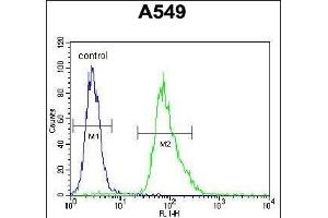 MYBPHL Antibody (N-term) (ABIN655765 and ABIN2845206) flow cytometric analysis of A549 cells (right histogram) compared to a negative control cell (left histogram). (MYBPHL 抗体  (N-Term))