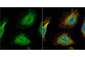 ICC/IF Image HNF1 alpha antibody [N1N3] detects HNF1 alpha protein at cytoplasm and nucleus by immunofluorescent analysis. (HNF1A 抗体)
