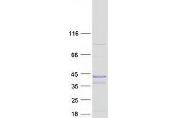 UBXN10 Protein (Myc-DYKDDDDK Tag)