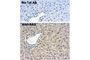 Immunohistochemistry (IHC) image for anti-BCL2-Associated X Protein (BAX) (N-Term) antibody (ABIN6254209)