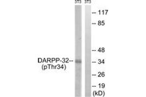 Western blot analysis of extracts from NIH-3T3 cells treated with PMA 125ng/ml 30', using DARPP-32 (Phospho-Thr34) Antibody.