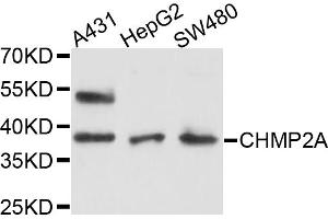 Western blot analysis of extracts of various cell lines, using CHMP2A antibody (ABIN4903275) at 1:1000 dilution. (CHMP2A 抗体)