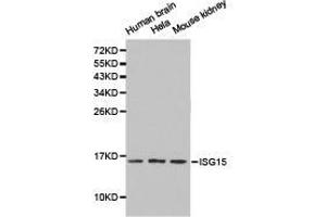 Western Blotting (WB) image for anti-ISG15 Ubiquitin-Like Modifier (ISG15) antibody (ABIN1873285) (ISG15 抗体)