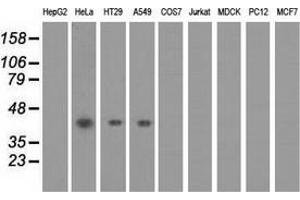 Western blot analysis of extracts (35 µg) from 9 different cell lines by using anti-PAICS monoclonal antibody. (PAICS 抗体)