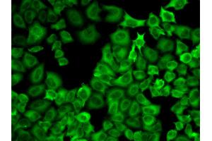 Immunofluorescence analysis of U2OS cells using HSP90AA1 antibody. (HSP90AA1 抗体)