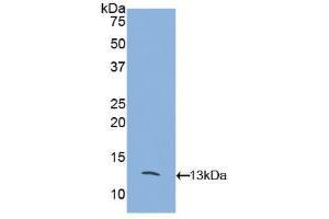 Western blot analysis of recombinant Mouse MCP2. (CCL8 抗体  (AA 20-94))