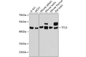Western blot analysis of extracts of various cell lines, using TTC5 antibody (ABIN6128852, ABIN6149672, ABIN6149673 and ABIN6217156) at 1:3000 dilution. (TTC5 抗体  (AA 1-300))