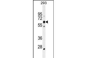KRBA2 Antibody (Center) (ABIN655380 and ABIN2844933) western blot analysis in 293 cell line lysates (35 μg/lane). (KRBA2 抗体  (AA 157-186))