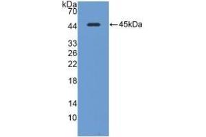 Detection of Recombinant CAV1, Mouse using Polyclonal Antibody to Caveolin 1 (CAV1) (Caveolin-1 抗体  (AA 2-104))