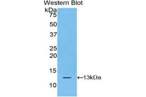 Western Blotting (WB) image for anti-S100 Calcium Binding Protein A10 (S100A10) (AA 1-97) antibody (ABIN1078493)