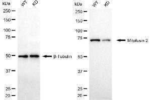 Western blotting analysis using mitofusin 2 antibody (ABIN7799440).