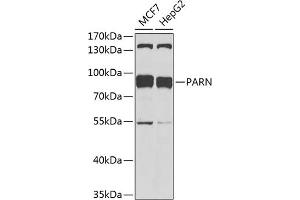 Western blot analysis of extracts of various cell lines, using PARN antibody (ABIN1681249, ABIN3018397, ABIN3018398 and ABIN6220460) at 1:1000 dilution. (PARN 抗体  (AA 1-280))