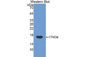 Western blot analysis of the recombinant protein. (Ribonuclease A8 抗体  (AA 19-154))