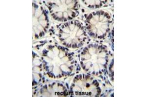 Immunohistochemistry analysis in formalin fixed and paraffin embedded human rectum tissue using POU2F1 antibody (Center)  cat.