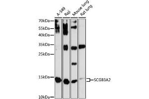 Western blot analysis of extracts of various cell lines, using SCGB3A2 antibody (ABIN6147429) at 1:3000 dilution. (SCGB3A2 抗体  (AA 1-93))