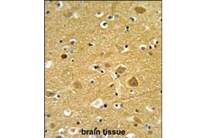 Formalin-fixed and paraffin-embedded human brain tissue reacted with TNPO1 Antibody (N-term), which was peroxidase-conjugated to the secondary antibody, followed by DAB staining.