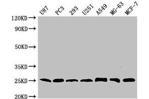 Western Blot Positive WB detected in: U87 whole cell lysate, PC-3 whole cell lysate, 293 whole cell lysate, U251 whole cell lysate, A549 whole cell lysate, MG-63 whole cell lysate, MCF-7 whole cell lysate All lanes CD9 antibody at 1:2000 Secondary Goat polyclonal to mouse IgG at 1/50000 dilution Predicted band size: 25 KDa Observed band size: 25 KDa Exposure time: 5 min (CD9 抗体  (AA 112-195))