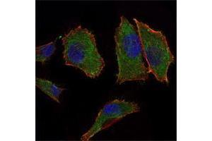 Immunofluorescence analysis of PANC-1 cells using COX4I1 mouse mAb (green). (COX IV 抗体)