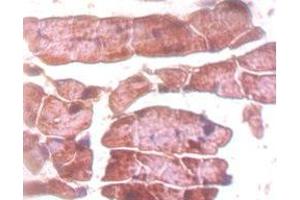 Immunohistochemistry of paraffin-embedded mouse heart tissue using ABIN7172220 at dilution of 1:50 (Titin 抗体  (AA 5398-5604))
