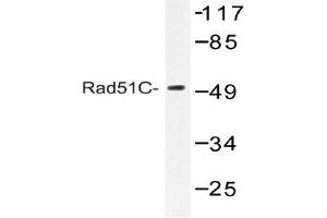 Western blot (WB) analysis of Rad51C antibody in extracts from COS-7 cells. (RAD51C 抗体)