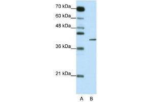 ZFP42 antibody used at 0. (ZFP42 抗体  (N-Term))