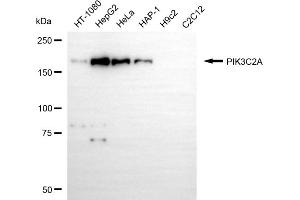 Western blotting analysis using PIK3C2A antibody (ABIN7799818). (PIK3C2A 抗体)