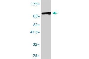 Western Blot detection against Immunogen (92. (CCDC99 抗体  (AA 1-605))